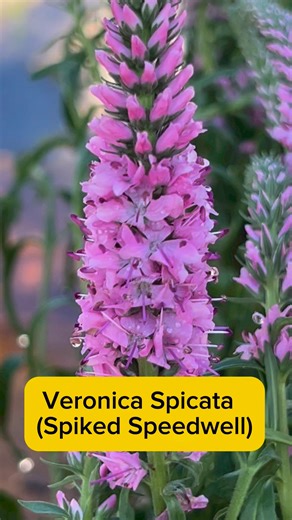 Veronica Spicata (Spiked Speedwell) #flowers #flowersmakemehappy #garden #gardening #gardeninspiration #gardenlife #blooms #plants #plantsmakepeoplehappy #motivation #inspiration #reels #fbreelsvideo #everyone | MyMai n kids Vlog