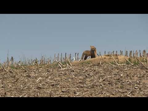 Fox Kits at Their Den | Natural Sounds | That's Wild: Quiet Moments