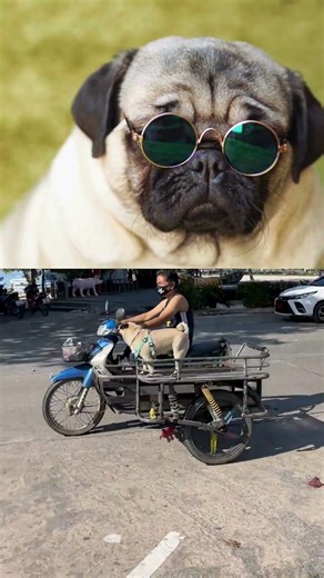 🌞犬あるある「夏に弱い犬ランキング」TOP5【意外と知られていない！】