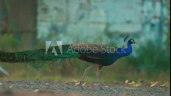 Pavo Cristatus, Blue Peafowl, Common Peafowl. Indian Peacock In Habitat Has Iridescent Blue And Green Plumage. Indian Peafowl Walk Outdoor. All Species Have Crest Atop Head.