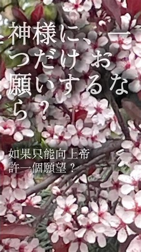 【デボーション】たった一つの願い、あなたなら何を選ぶ？（Day 67）| シャロンの薔薇#聖書 #神様 #イエス #キリスト教 #デボーション #知恵の心 #シャロンの薔薇 #癒やし