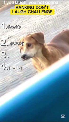 if you laugh you won't see heaven #funny #shortsyoutube