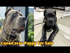 Cane Corso Puppy For Sale