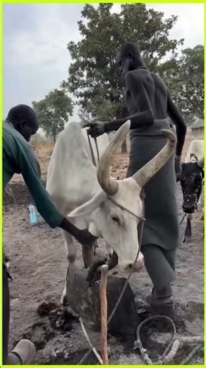 Why would anyone tie a heavy object to a cow’s neck? 🤔🐄 #shorts