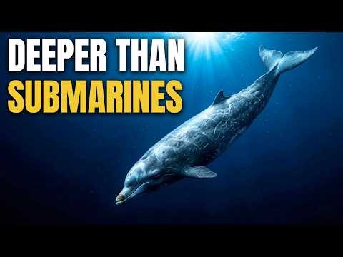The Deepest-Diving Mammal on Earth
