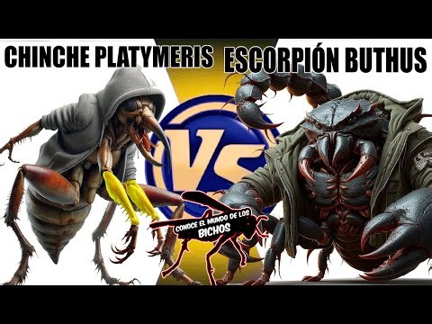CHINCHE PLATYMERIS VS ESCORPIÓN BUTHUS