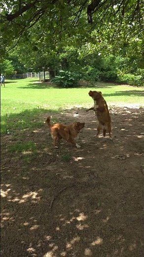 🌳 Toller Fetch Through the Trees... Nova Scotia Duck Tolling Retriever Fetching Skills 🎾🌳