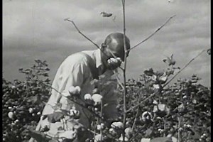 Old Plantations Survived On Cheap Slave Stock Footage Video (100% Royalty-free) 19933813 | Shutterstock