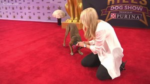 Take a behind-the-scenes look at the star-studded Beverly Hills Dog Show