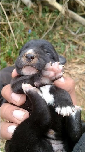 Newborn Puppies Crying 😥