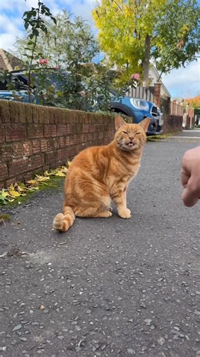 Postman’s Cats on Instagram: "Good afternoon 👋 I’m sorry I haven’t been around the past couple of days, please forgive me. I’ve had a lot on both mentally and in general. Lots going on behind the scenes at Postman’s Cats and I’ve just had rubbish luck when it comes to kitties lately 😿 The weather has certainly changed and my hours of operation have changed a bit. Plus I’ve been struggling to get myself out of bed during my free time as of late 😅 I haven’t even managed to 