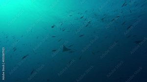 Stingray and fish species swimming under sea water surface low angle view. Marine wild animals exploring underwater while scuba diving