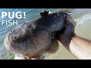 The PUG Fish / Stargazer - VENOMOUS ELECTRIC FISH - Fishing for PUGS / FLOUNDER / FLUKE