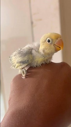 African lovebird babies 🐣| #africanlovebirds #baby #africanlovebirdbreeding #birds #ytshorts #short