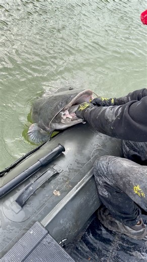 Monster Catfish Landed🔥🤯! Hooking a catfish is one thing... but getting it safely into the boat is a whole different challenge🚤. That’s the moment where things often go wrong - when the fish looks tired, but in reality… it’s not done yet.Catfish are pure muscle. 💪 Even when they seem calm, they almost always have one more powerful run waiting. If you rush it, you risk losing the fish — or worse, getting tangled in hooks. That’s why experienced anglers give the fish a light tap on the head fi