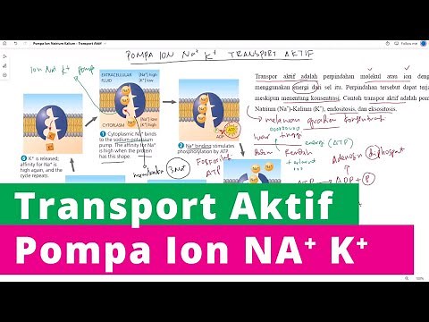 Active Transport Mechanism of Sodium Potassium Ion Pump