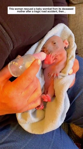 This woman rescued a baby wombat from its deceased mother after a tragic road accident, then...