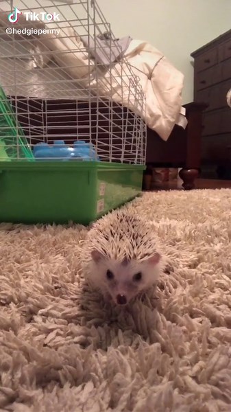 Playtime!! Penny loves to explore and find new toys to chew (including my bag😂) #hedgehog#hedgehogsoftiktok#fyp#playtime