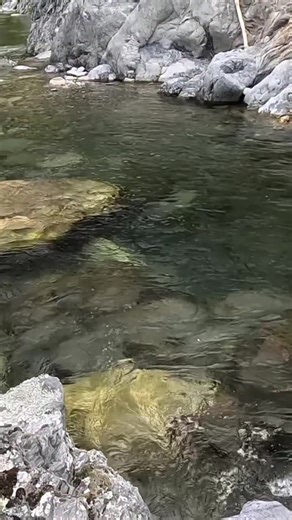 Here's to more sick rises like this in 2026! Happy new year folks. Get off the sofa and go fishing #sightfishing #troutrising #dryfly #fyp #flyfishing