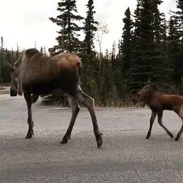Moose Family Take a Stroll Along a Road