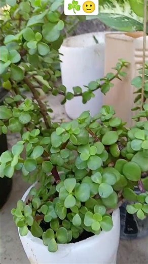 ☘️🙂नकली लोगों से दूर रहना ही बेहतर #
