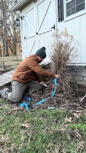 The easiest way to trim ornamental grasses