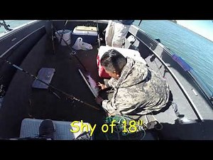 Split Tail vs Mudsucker for Striper