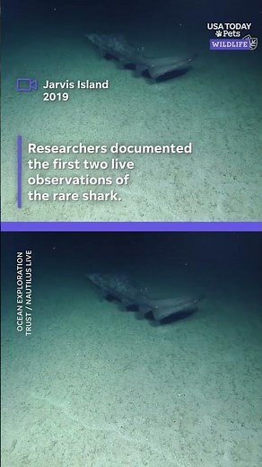 Rare deep-sea creature captured alive for the first time