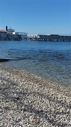 #cormorani😍 | Donatella Dodimai Maiello