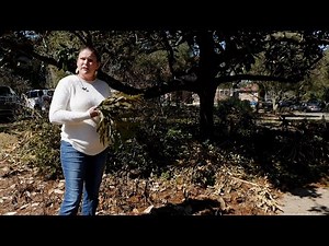 Get It Growing: Wait to trim your freeze-damaged plants