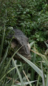 2K views · 517 reactions | Experience the ultimate predator on the giant screen at the Denver Museum of Nature & Science. See "T. REX 3D" and then discover the real fossil from the film! #DMNS #TREXMovie #Dinosaur #Denver #TeenRex | Denver Museum of Nature & Science | Facebook