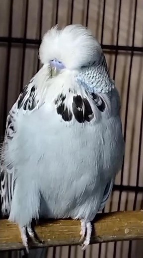 Beautiful Exhibition Budgerigar | Show Quality Budgie | Stunning Size & Feathers| #exhibitionbudgie