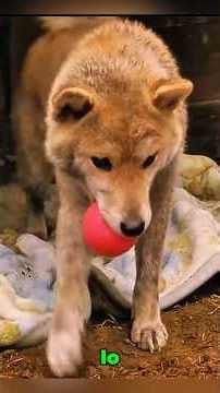 The Dog Waited for Her Owner Until the End | A Story of Love and Sacrifice