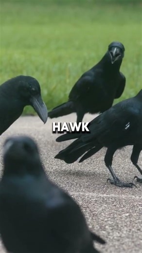 Crows Hold Funerals For Their Dead Intelligent Mourning Rituals #crows #animalfacts