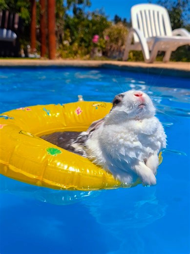 Conejos Disfrutando en la Piscina Este Verano