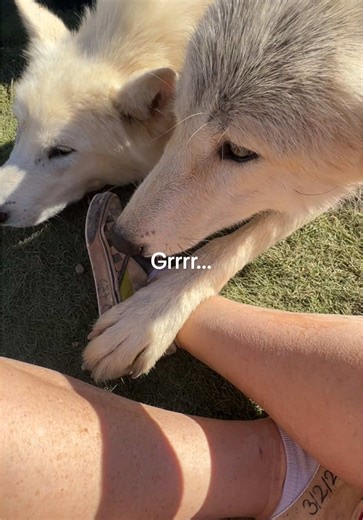 Wolfdog Training Tips: Ensuring Recall and Rules