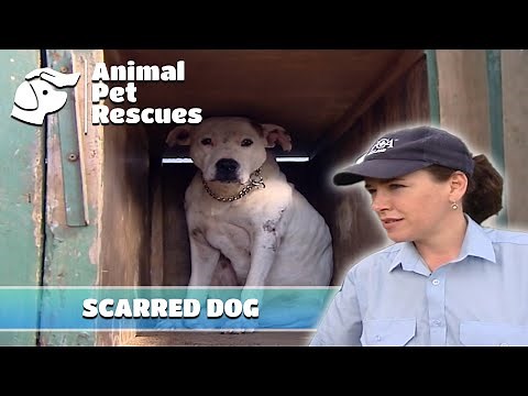 SPCA Animal Rescues: Rescuing a Battle-Scarred Pig Dog and More | Full Episode | Animal House