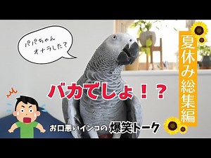 【必見】お口悪すぎて爆笑😂夏休みのヨウムお喋り特集！
