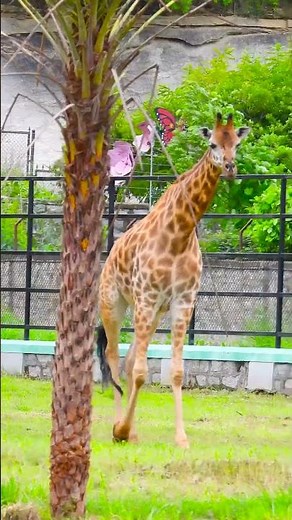Giraffe Mating Rituals: Love and Courtship in the Wild