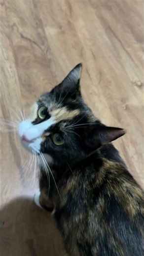 5 am Mimi Came Running for Her Favorite Canine Meal 🐈