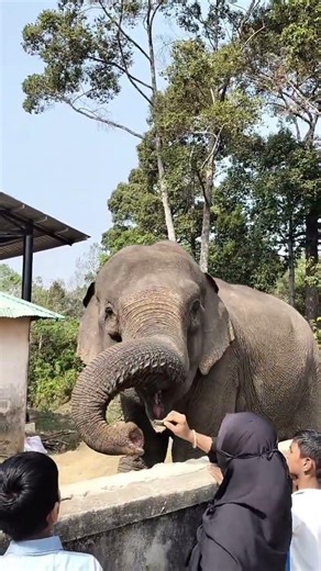 হাতি | ডুলাহাজারা সাফারি পার্ক