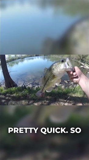 Why BEDDING Bass Spit Your Bait So FAST!