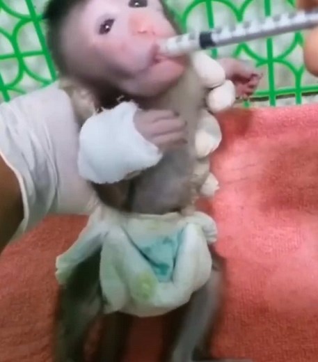 Pet newborn monkey having bandage changed on hand and being fed. Doesn’t look like his being treated well. Pity baby monkey #babymonkey #newbornmonkey #pitymonkey #monkeysoftiktok #monkeybaby #monkey #abandonedmonkey #monkeys #babymonkeys #cutemonkey #monkeyface #funnymonkey #cutemonkeys