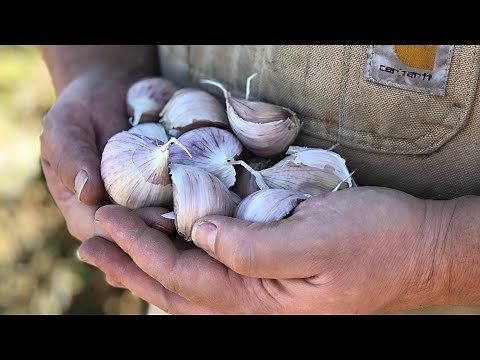PLANTING GARLIC in a northern climate. FULL INSTRUCTIONS