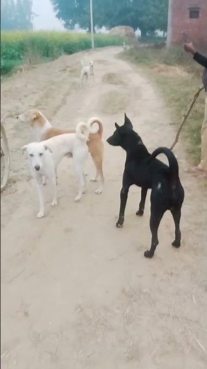dog gang fight, street dog fight video #dogfight #dogvideo #viral