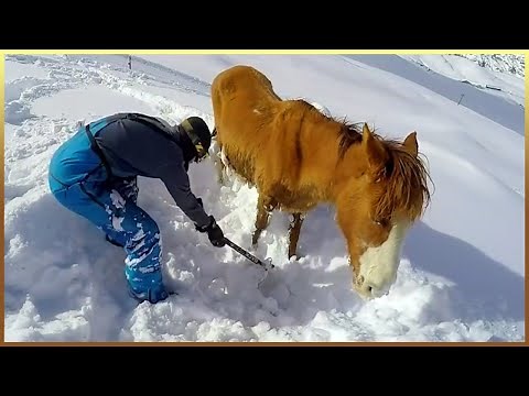 35 Animals That Asked People for Help & Kindness Will Make You Cry Acts of kindness