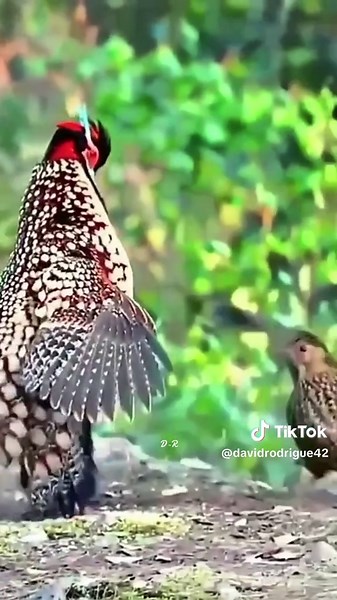 Stunning Bird Dance Videos Captivating Nature Lovers