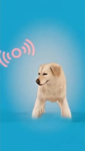 Kya Hota Hai Agar Kutte Apni Moonchein (Whiskers) Kho Dein? 🐕😱