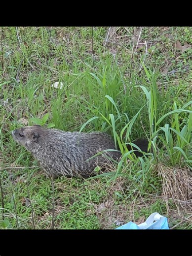 A groundhog in the backyard, doing groundhog things!! Also didn't know they climbed trees. #wildlife #nature #Groundhog #woodchuck #Rodentia #groundsquirrels #Sciuridae #animals #mammals #fyp #marmots #wildlifeanimals #groundhogsoftiktok #treeclimber #northamerica