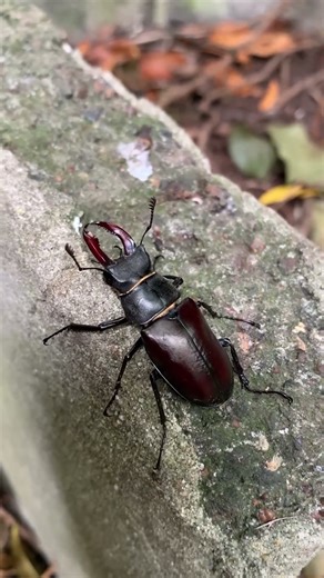 "Top 5 Animals That Play Dead to Survive | Amazing Animal Facts"